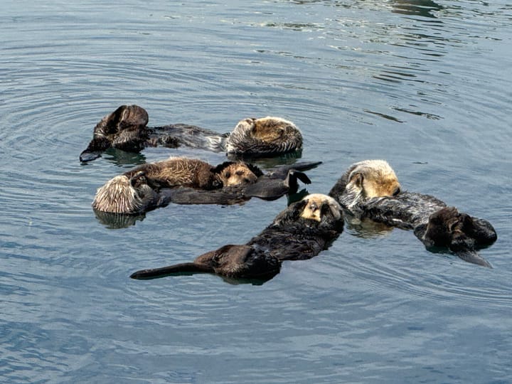 Meeting with Publishing Advisor